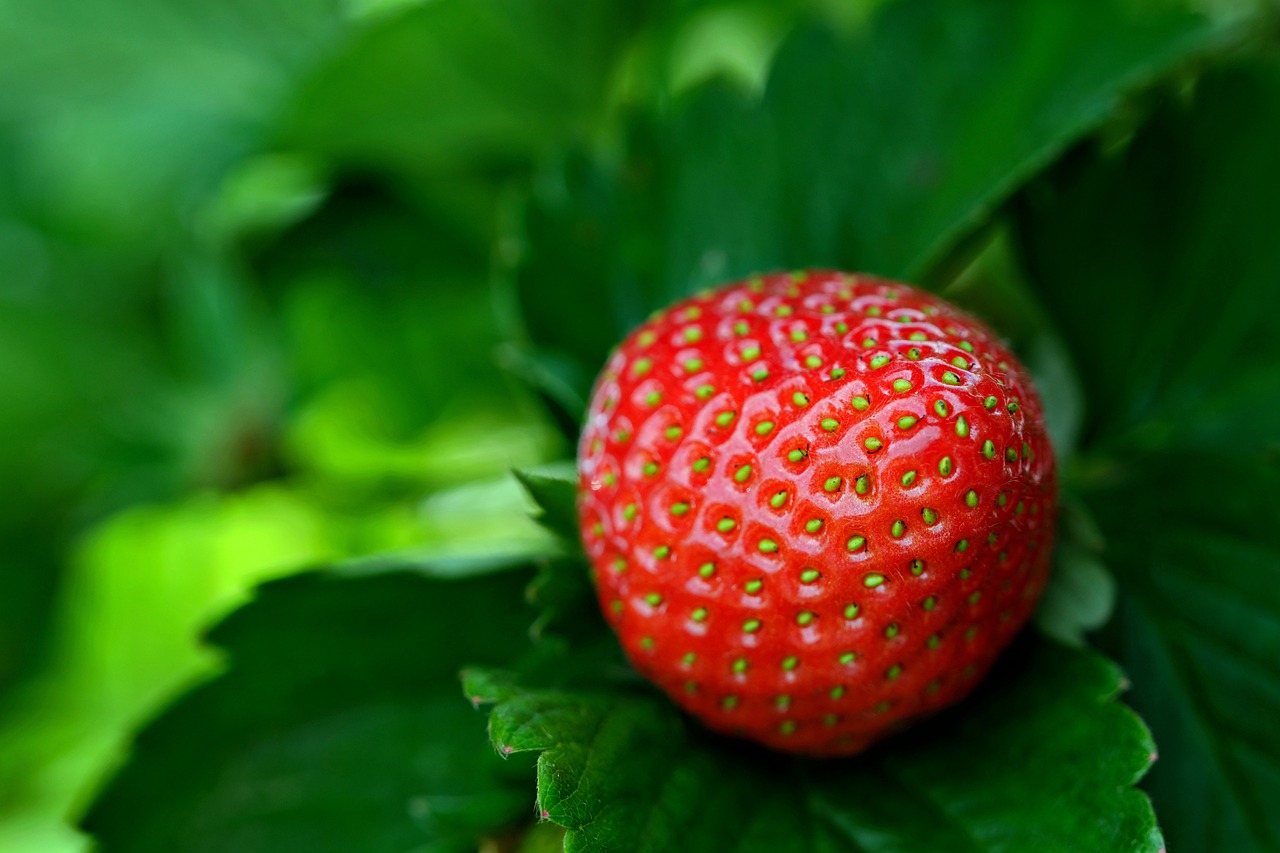 How to Grow Juicy, Tasty Strawberries